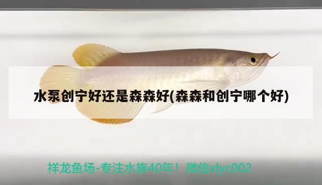 水泵創(chuàng)寧好還是森森好(森森和創(chuàng)寧哪個好)