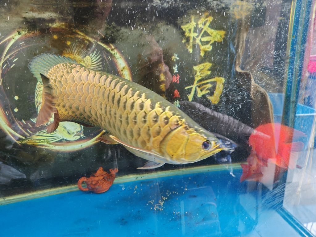記錄一下，入缸279天啦，