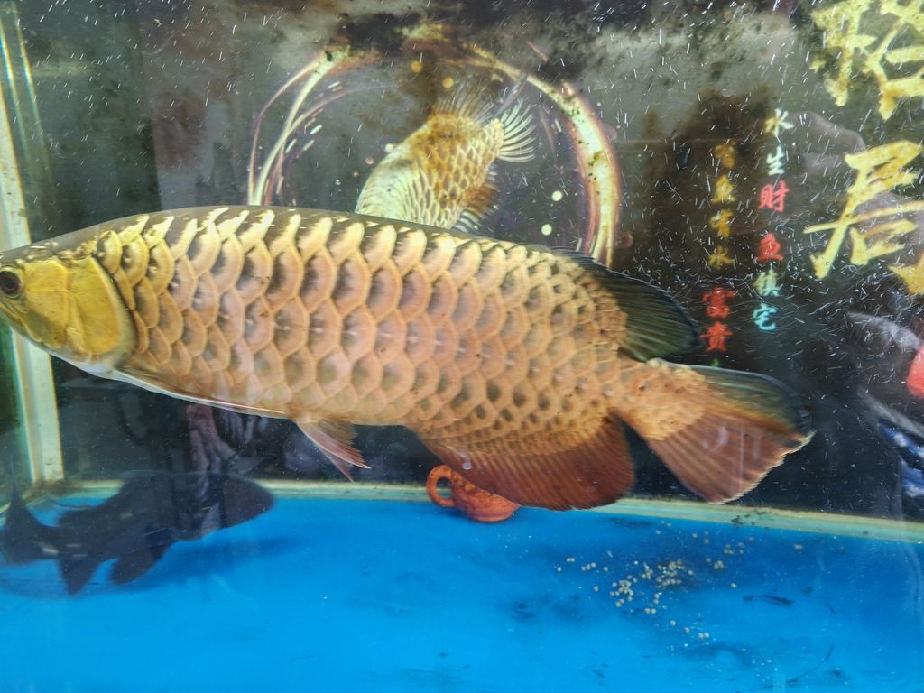 記錄一下，入缸279天啦，