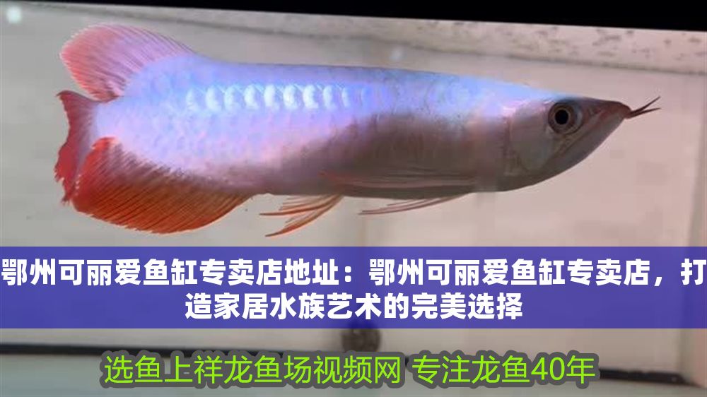 鄂州可麗愛魚缸專賣店地址:鄂州可麗愛魚缸專賣店,打造家居水族藝術(shù)的完美選擇 iwish愛唯希品牌魚缸 第1張 鄂州可麗愛魚缸專賣店地址:鄂州可麗愛魚缸專賣店,打造家居水族藝術(shù)的完美選擇 鄂州可麗愛魚缸專賣店地址:鄂州可麗愛魚缸專賣店,打造家居水族藝術(shù)的完美選擇 iwish愛唯希品牌魚缸 第1張