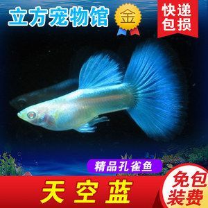 觀賞魚寄快遞怎么寄的（如何寄送觀賞魚）