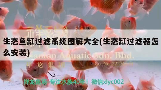 生態魚缸過濾系統圖解大全(生態缸過濾器怎么安裝)