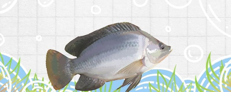 阜陽魚缸水景在哪里買的啊圖片大全集（阜陽有沒有水族館） 阜陽魚缸水景在哪里買的啊圖片大全集（阜陽有沒有水族館） 帝龍漁業