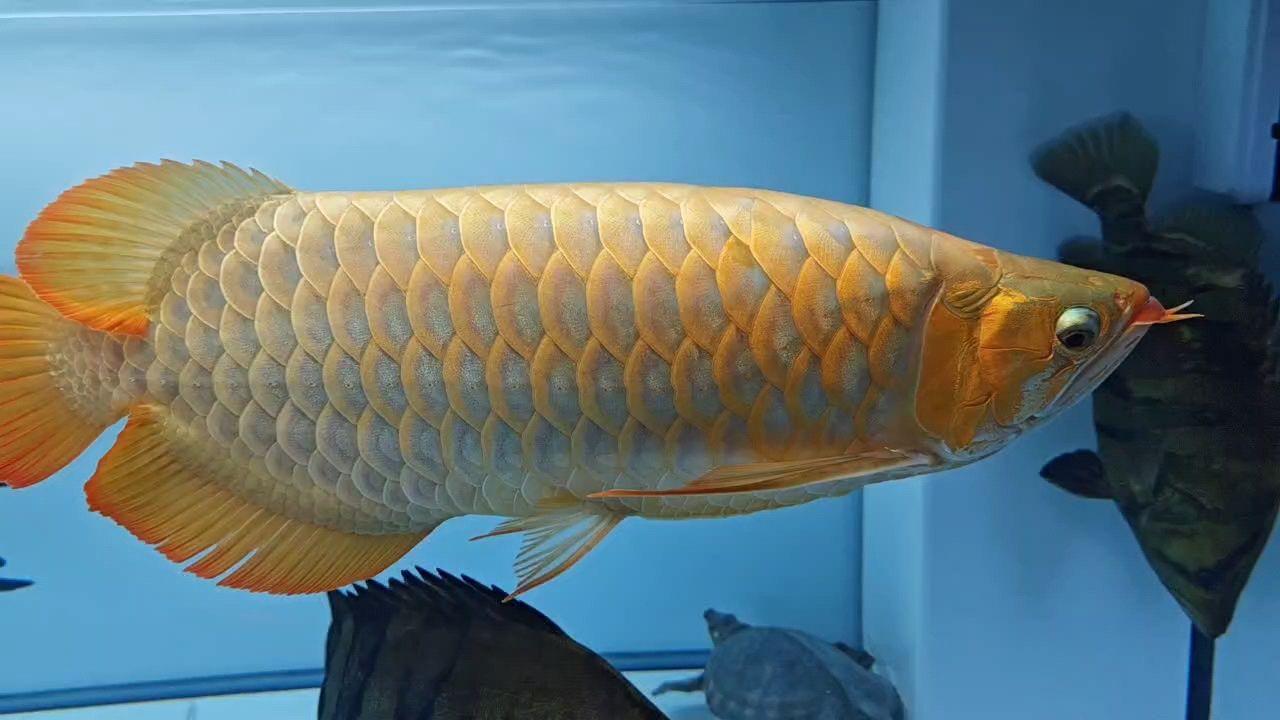 新的一周開始了[guzhang] 新的一周開始了[guzhang] 龍魚論壇