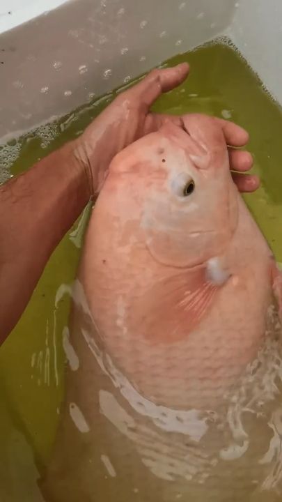 武清龍魚是否屬于高嘌呤食物？（武清龍魚屬于高嘌呤食物，痛風患者可以吃武清龍魚嗎） 武清龍魚是否屬于高嘌呤食物？（武清龍魚屬于高嘌呤食物，痛風患者可以吃武清龍魚嗎） 龍魚百科 第1張