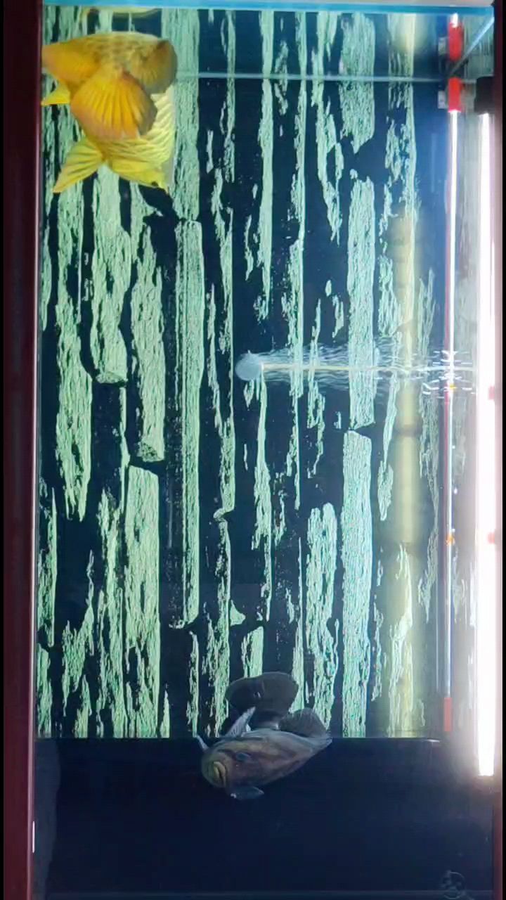 大金條