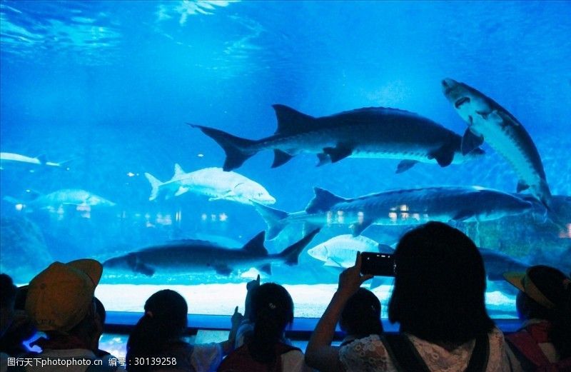 水族館里面有啥動(dòng)物：水族館是一個(gè)專門收集、飼養(yǎng)和展覽水生動(dòng)物的場所
