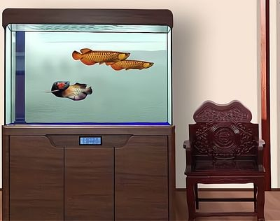 觀賞魚進貨網站推薦哪個（觀賞魚養殖技術入門） 觀賞魚進貨網站推薦哪個（觀賞魚養殖技術入門） 天王紅龍 第3張
