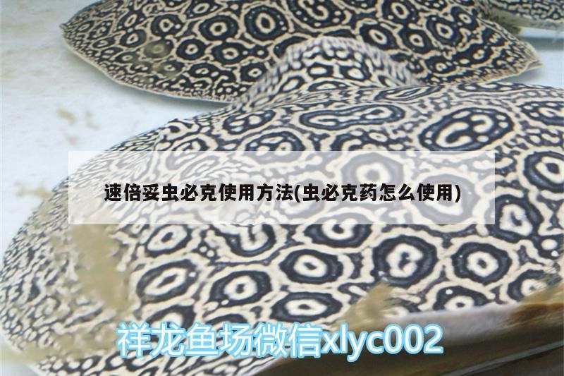 我的虎魚真菌感染了要怎么處理 速倍妥蟲必克使用方法(蟲必克藥怎么使用) 速倍妥 速倍妥蟲必克使用方法(蟲必克藥怎么使用) 速倍妥蟲必克使用方法(蟲必克藥怎么使用) 速倍妥
