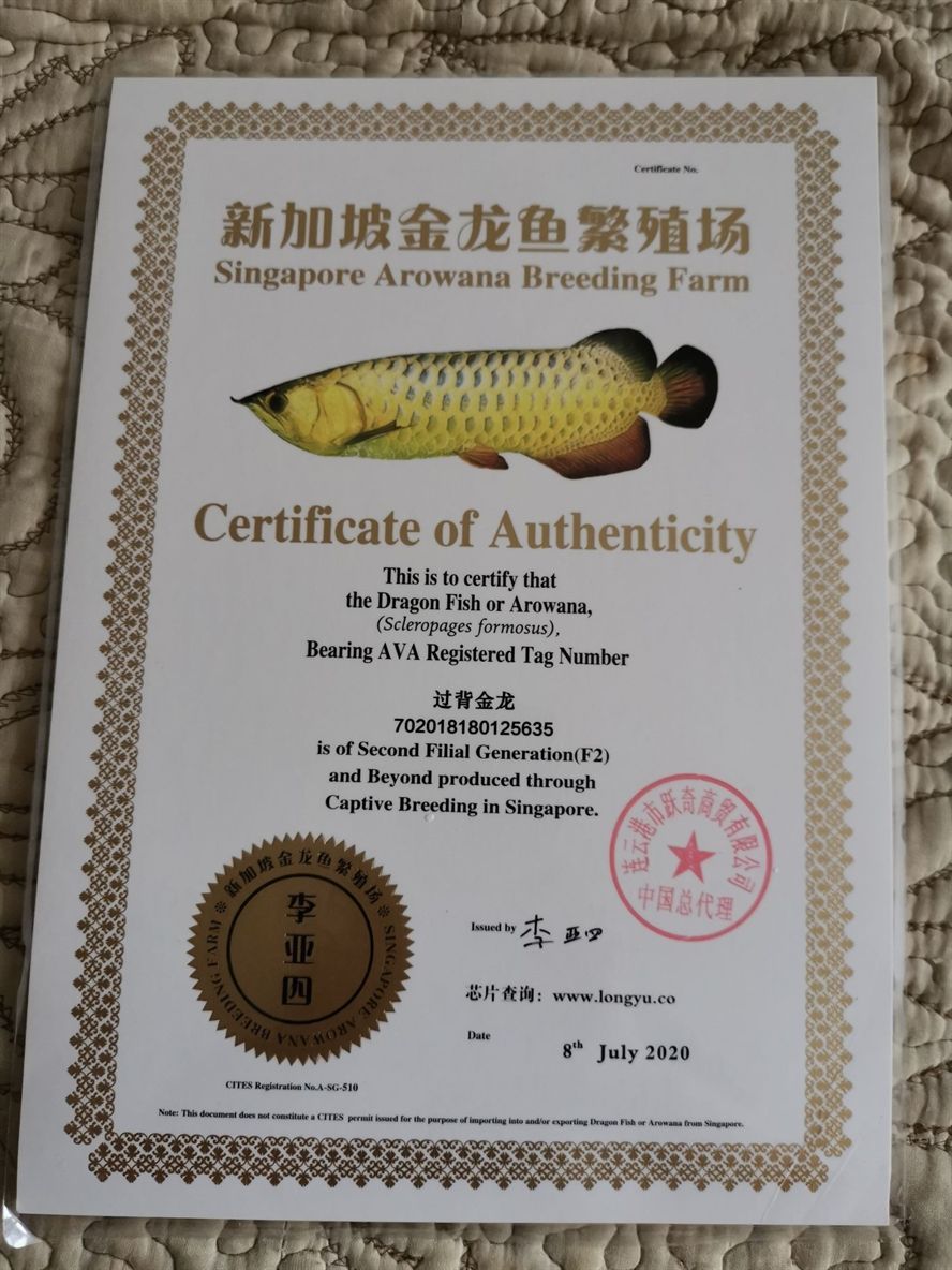 李亞四過背金龍入缸一周 李亞四過背金龍入缸一周 李亞四龍魚 第3張