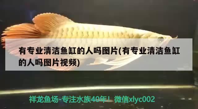 有專業清潔魚缸的人嗎圖片(有專業清潔魚缸的人嗎圖片視頻)