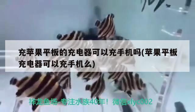 充蘋果平板的充電器可以充手機(jī)嗎(蘋果平板充電器可以充手機(jī)么) 充蘋果平板的充電器可以充手機(jī)嗎(蘋果平板充電器可以充手機(jī)么) 速倍妥魚糧魚藥