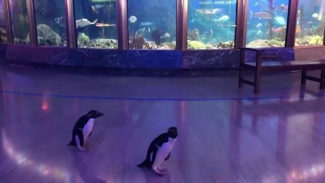 現在水族館生意怎么樣啊知乎:中國水族館行業發展趨勢 水族館百科(水族館加盟) 第1張 現在水族館生意怎么樣啊知乎:中國水族館行業發展趨勢 現在水族館生意怎么樣啊知乎:中國水族館行業發展趨勢 水族館百科(水族館加盟) 第1張