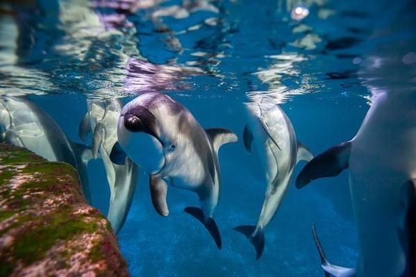 現在水族館生意怎么樣啊知乎:中國水族館行業發展趨勢 水族館百科(水族館加盟) 第2張 現在水族館生意怎么樣啊知乎:中國水族館行業發展趨勢 現在水族館生意怎么樣啊知乎:中國水族館行業發展趨勢 水族館百科(水族館加盟) 第2張