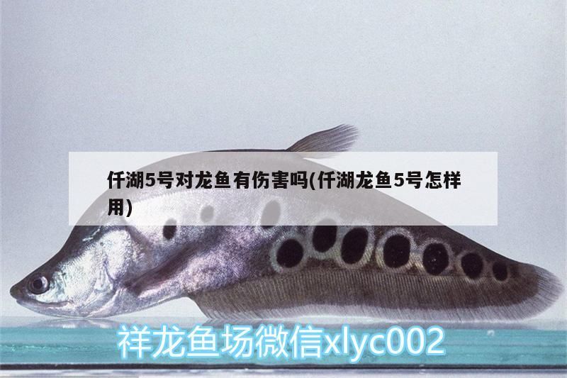 仟湖5號對龍魚有傷害嗎(仟湖龍魚5號怎樣用)