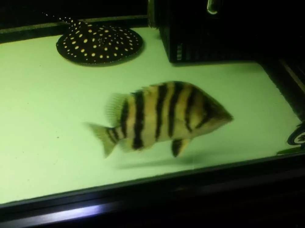 虎魚多久能長大成型：虎魚的生長周期是多久？