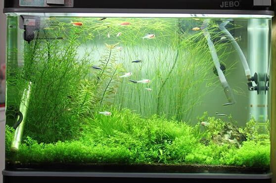 魚缸用增氧泵價格是多少:魚缸增氧機-xtrac增氧機-xtrac增氧機 長治清洗魚缸服務公司有哪些電話(長治清洗魚缸服務公司有哪些電話號碼) 速倍妥魚糧魚藥 長治清洗魚缸服務公司有哪些電話(長治清洗魚缸服務公司有哪些電話號碼) 長治清洗魚缸服務公司有哪些電話(長治清洗魚缸服務公司有哪些電話號碼) 速倍妥魚糧魚藥