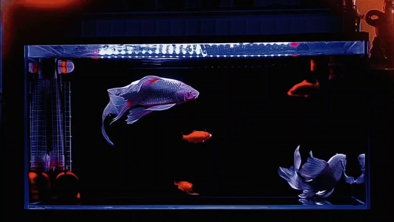 虎紋恐龍魚(yú)的飼養(yǎng)方法，虎紋恐龍魚(yú)一天吃多少克飼料為宜 虎紋恐龍魚(yú)的飼養(yǎng)方法，虎紋恐龍魚(yú)一天吃多少克飼料為宜 觀賞魚(yú)百科 第1張
