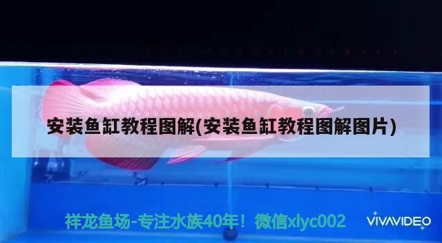 安裝魚缸教程圖解(安裝魚缸教程圖解圖片) 安裝魚缸教程圖解(安裝魚缸教程圖解圖片) 元寶鳳凰魚百科