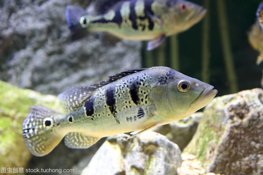 水族館魚類名稱：常見的珊瑚觀賞魚類