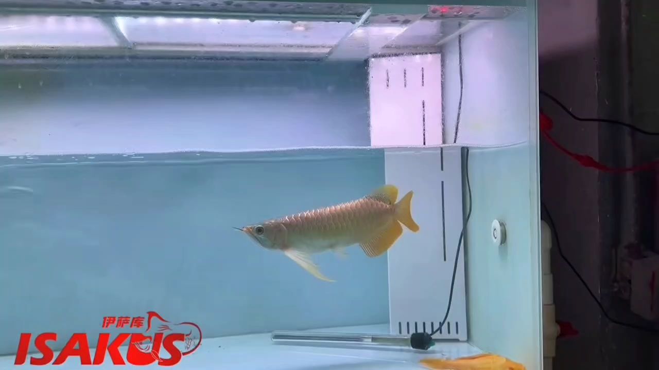 表現(xiàn)力很強的一只紅龍
