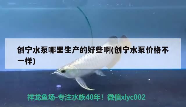 紅龍魚用黃燈烤有用嗎 創寧水泵哪里生產的好些啊(創寧水泵價格不一樣) 創寧水族 創寧水泵哪里生產的好些啊(創寧水泵價格不一樣) 創寧水泵哪里生產的好些啊(創寧水泵價格不一樣) 創寧水族