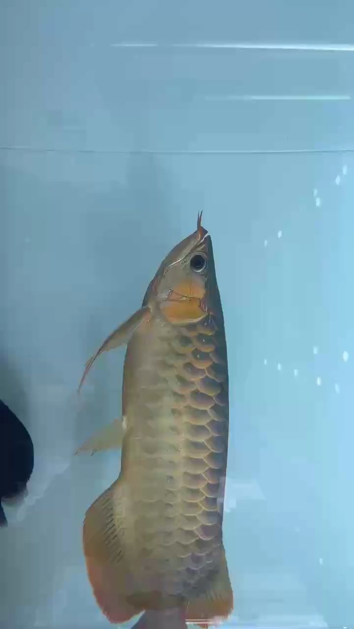 能否提供更多關于玉龍魚的信息，“玉龍1號”養殖技術 能否提供更多關于玉龍魚的信息，“玉龍1號”養殖技術 龍魚百科 第2張