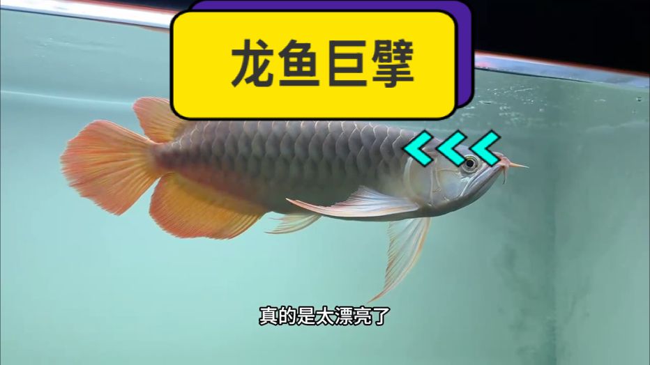 每一次擺尾都盡顯王者風范
每一個眼神都似藏無盡殺意??