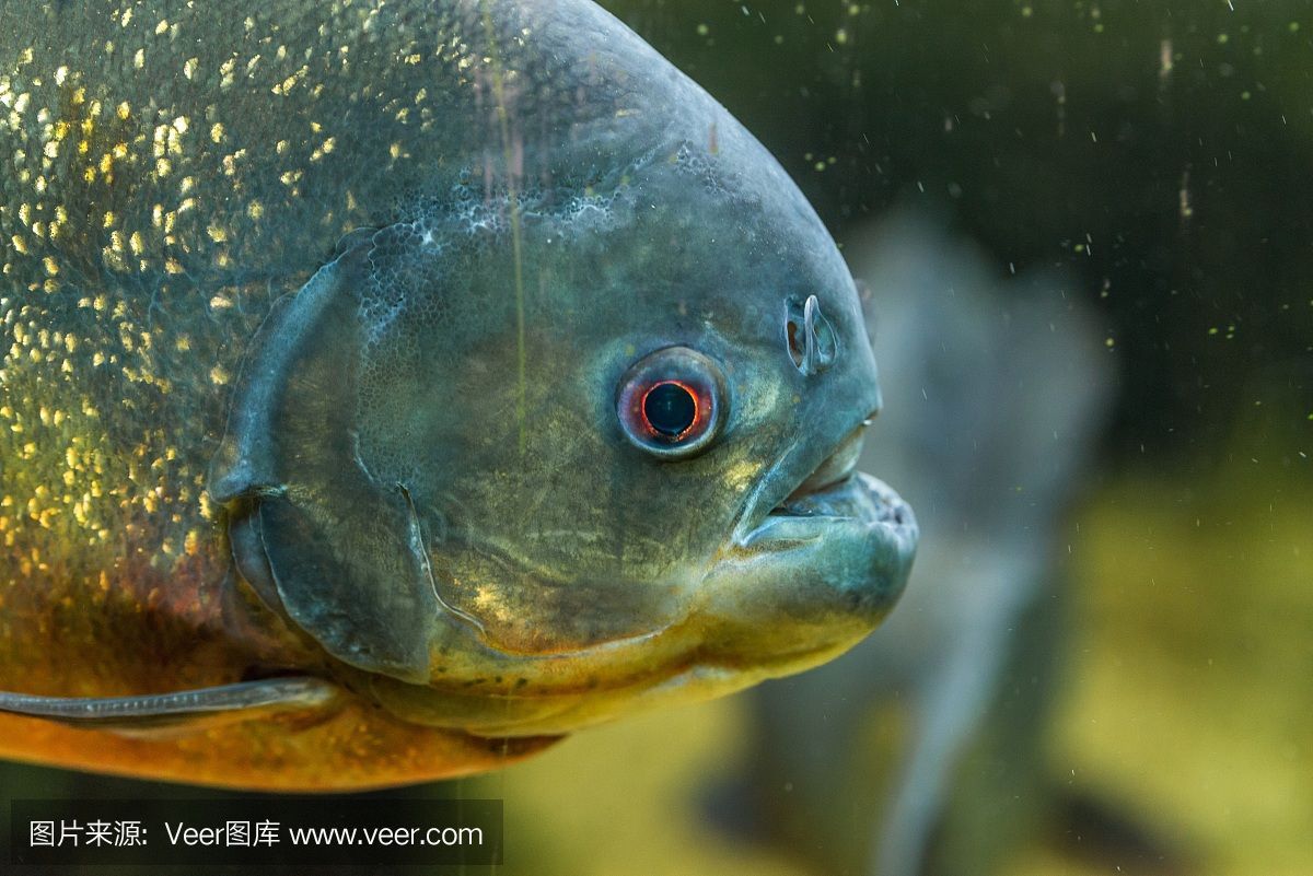 博特水泵怎么樣好用嗎：博特水泵怎么樣好用 博特水泵怎么樣好用嗎：博特水泵怎么樣好用 博特水族 第3張