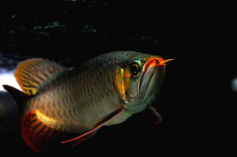 廣州觀賞魚(yú)批發(fā)市場(chǎng)新龍入缸兩周泗水yuki 廣州觀賞魚(yú)批發(fā)市場(chǎng)新龍入缸兩周泗水yuki 泗水龍魚(yú) 第4張
