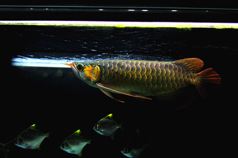 廣州觀賞魚(yú)批發(fā)市場(chǎng)新龍入缸兩周泗水yuki 廣州觀賞魚(yú)批發(fā)市場(chǎng)新龍入缸兩周泗水yuki 泗水龍魚(yú) 第5張