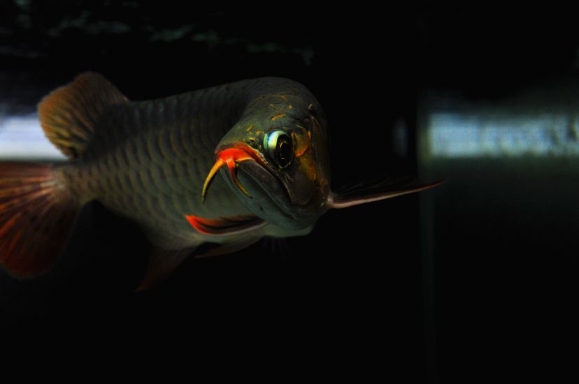 廣州觀賞魚(yú)批發(fā)市場(chǎng)新龍入缸兩周泗水yuki 廣州觀賞魚(yú)批發(fā)市場(chǎng)新龍入缸兩周泗水yuki 泗水龍魚(yú) 第6張