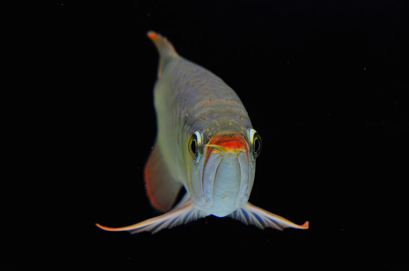 廣州觀賞魚(yú)批發(fā)市場(chǎng)新龍入缸兩周泗水yuki 廣州觀賞魚(yú)批發(fā)市場(chǎng)新龍入缸兩周泗水yuki 泗水龍魚(yú) 第7張