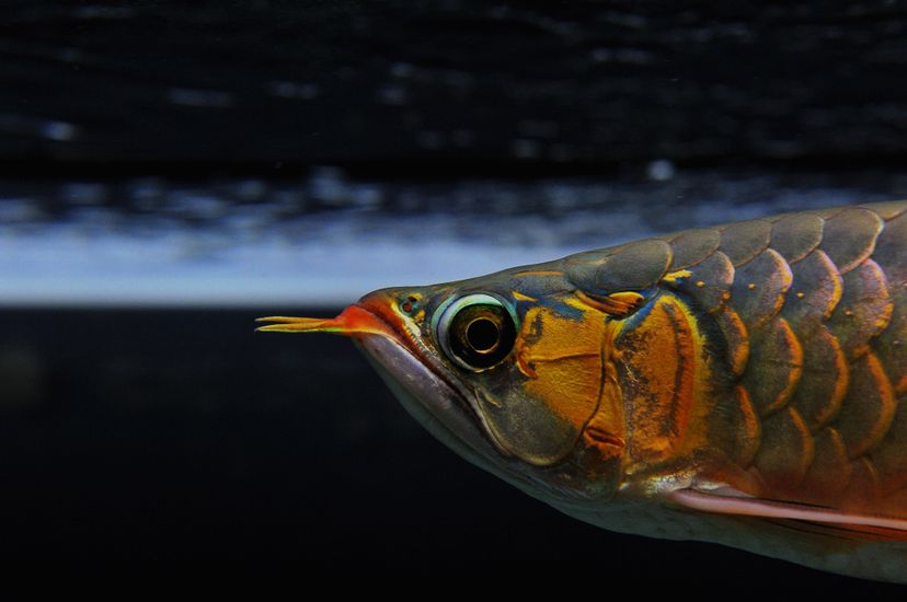 廣州觀賞魚(yú)批發(fā)市場(chǎng)新龍入缸兩周泗水yuki 廣州觀賞魚(yú)批發(fā)市場(chǎng)新龍入缸兩周泗水yuki 泗水龍魚(yú) 第8張
