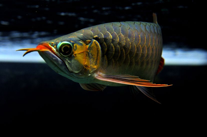 廣州觀賞魚(yú)批發(fā)市場(chǎng)新龍入缸兩周泗水yuki 廣州觀賞魚(yú)批發(fā)市場(chǎng)新龍入缸兩周泗水yuki 泗水龍魚(yú) 第9張