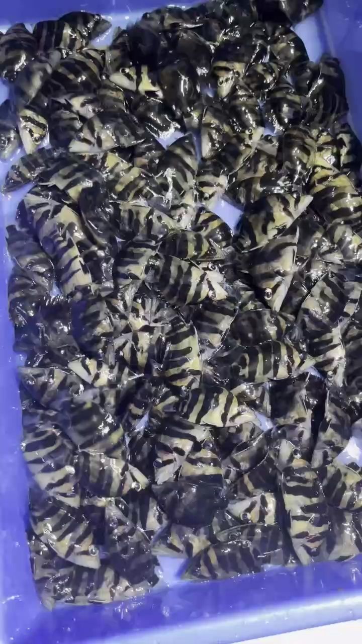 兩位數(shù)的練手虎。