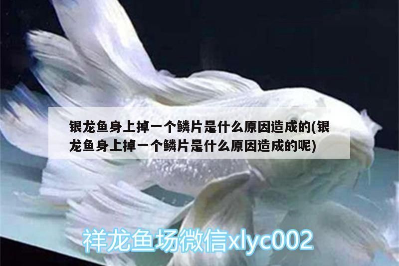銀龍魚身上掉一個鱗片是什么原因造成的(銀龍魚身上掉一個鱗片是什么原因造成的呢) 銀龍魚身上掉一個鱗片是什么原因造成的(銀龍魚身上掉一個鱗片是什么原因造成的呢) 銀龍魚百科