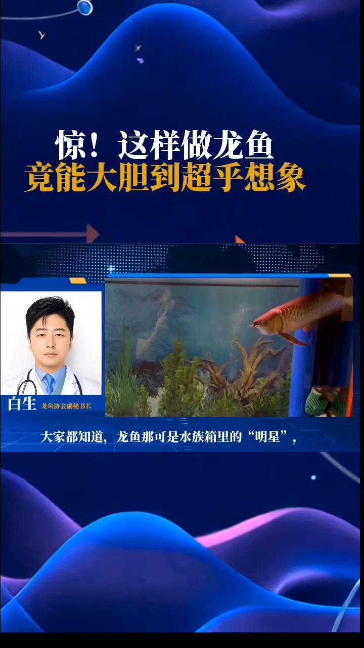 驚！這樣做，龍魚竟能大膽到超乎想象
