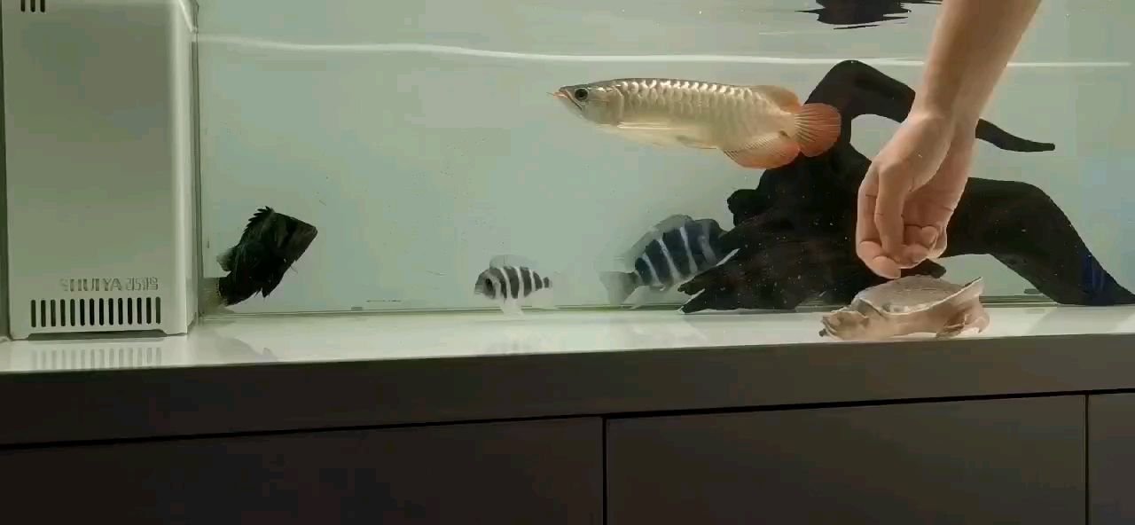 喂魚———享受生活