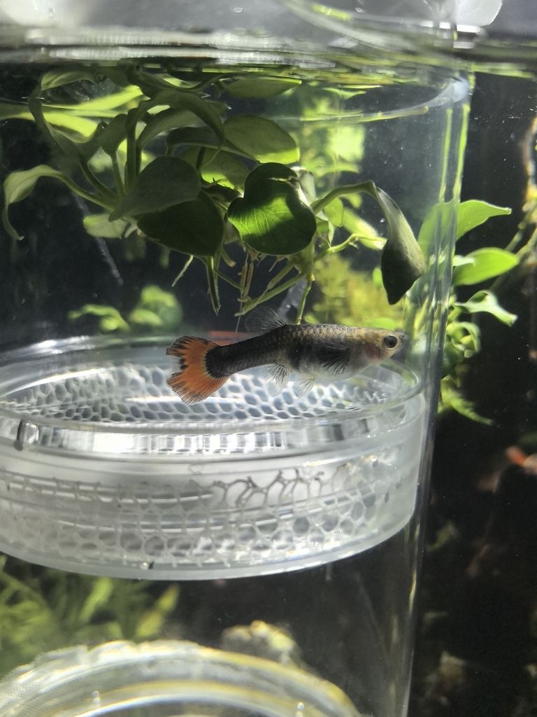 是懷孕了嗎？