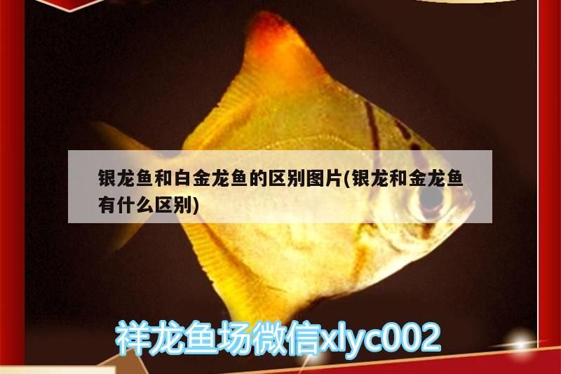 銀龍魚和白金龍魚的區別圖片(銀龍和金龍魚有什么區別)