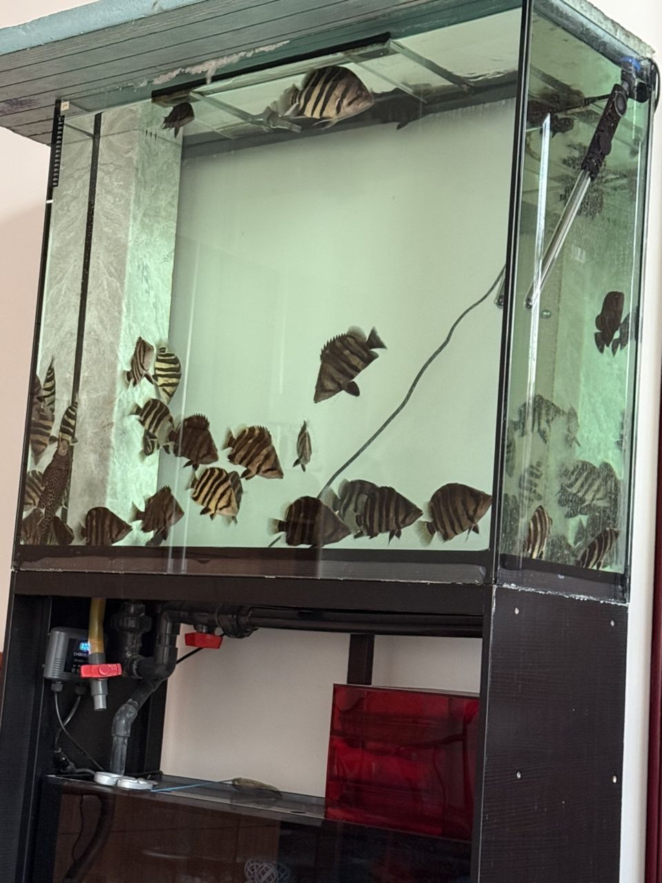 小虎??，蘇虎印尼虎，孟加拉虎，15-25公分