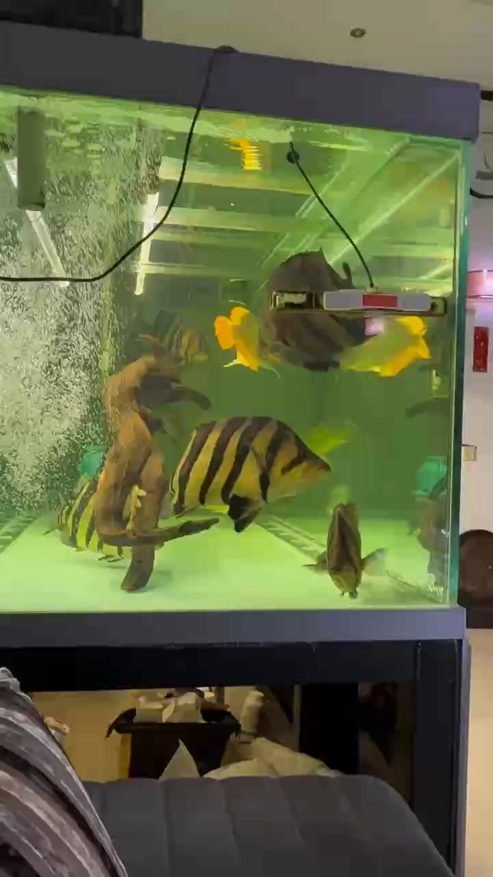 33-63公分大型虎魚蘇虎