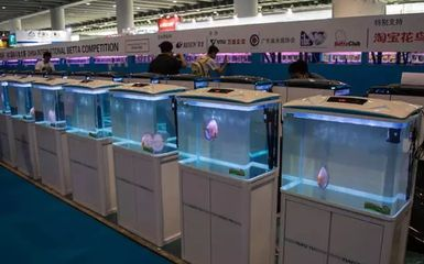 60魚缸可以養幾條七彩神仙魚：60厘米的魚缸適合養多少條七彩神仙魚