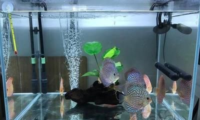 60魚缸可以養幾條七彩神仙魚：60厘米的魚缸適合養多少條七彩神仙魚