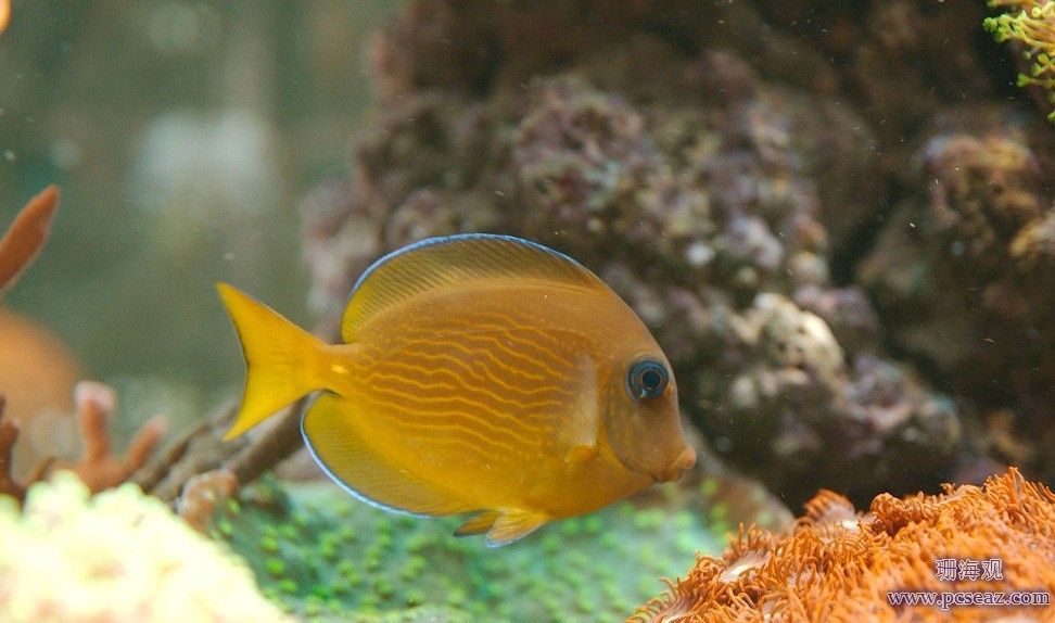 海魚活體 觀賞魚有哪些（常見海水觀賞魚種類介紹） 海魚活體 觀賞魚有哪些（常見海水觀賞魚種類介紹） 可麗愛魚缸 第1張