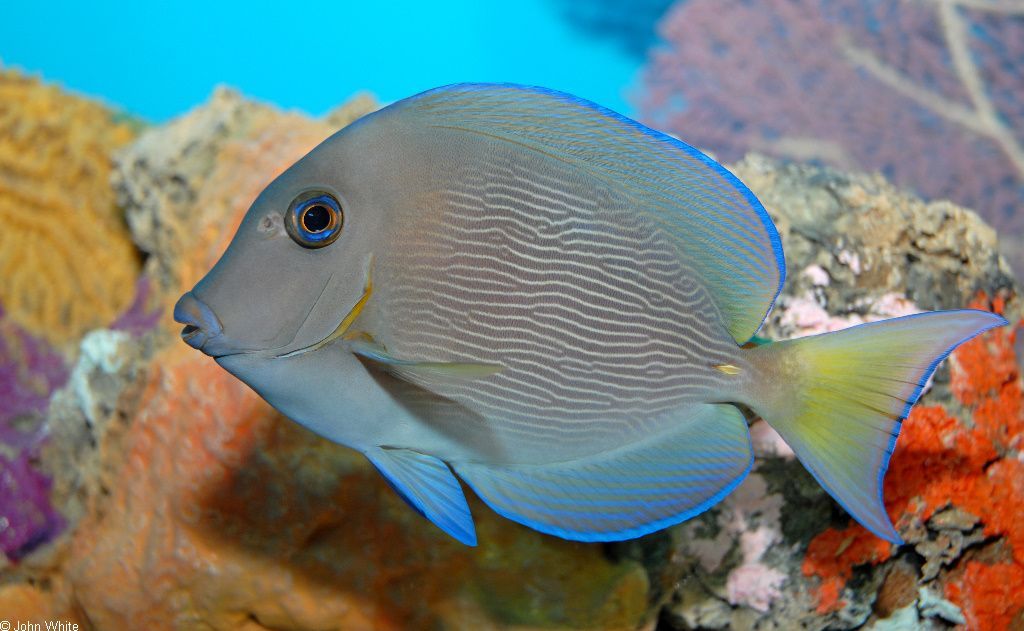 海魚活體 觀賞魚有哪些（常見海水觀賞魚種類介紹） 海魚活體 觀賞魚有哪些（常見海水觀賞魚種類介紹） 可麗愛魚缸 第2張