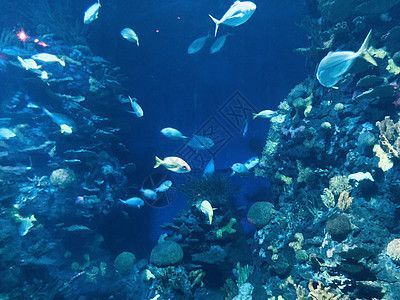 水族館門票圖片大全（水族館門票圖片大全詳情） 水族館門票圖片大全（水族館門票圖片大全詳情） 水族館百科（水族館加盟） 第5張