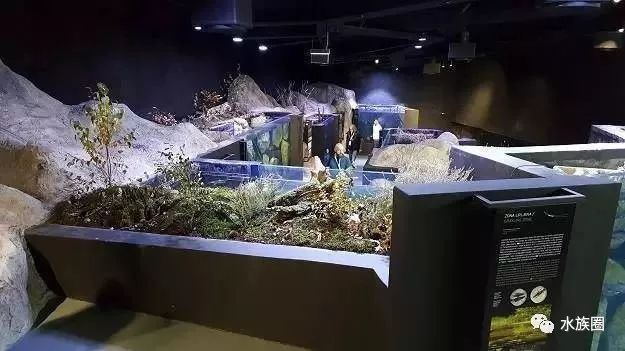 水族館內巖石造景建議（水族箱巖石造景案例分享：水族箱巖石造景風水講究）