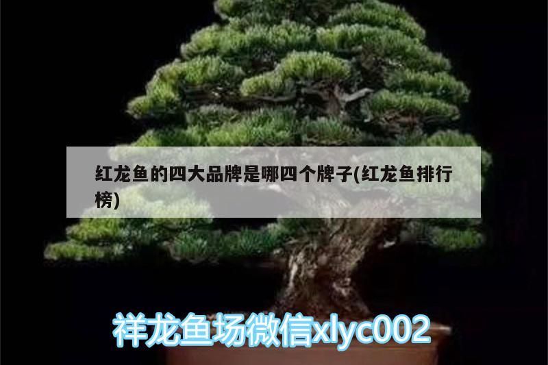 紅龍魚的四大品牌是哪四個牌子(紅龍魚排行榜)